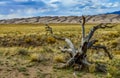 Dry tree on the background of the Great Sand Dunes, Colorado, US Royalty Free Stock Photo