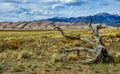 Dry tree on the background of the Great Sand Dunes, Colorado, US Royalty Free Stock Photo