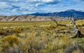 Dry tree on the background of the Great Sand Dunes, Colorado, US Royalty Free Stock Photo