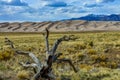 Dry tree on the background of the Great Sand Dunes, Colorado, US Royalty Free Stock Photo