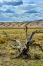 Dry tree on the background of the Great Sand Dunes, Colorado, US Royalty Free Stock Photo