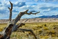 Dry tree on the background of the Great Sand Dunes, Colorado, US Royalty Free Stock Photo