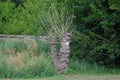 Dry tree on a background of lush green trees. Royalty Free Stock Photo