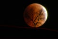 Dry tree on background of the moon eclipse