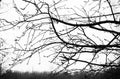 Dry tree bare vine branches background. Grey late autumn morning sky. Natural forest photo