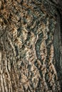 Dry tree bark texture background