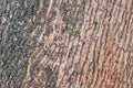 Dry tree bark texture and background. Nature concept for design
