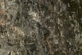 Dry tree bark texture and background Royalty Free Stock Photo