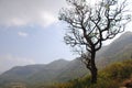 Dry tree with beautiful mountaineous background