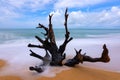 The dry tree big roots on sandy beach with long exposure image of wave sea background Blue sky clouds background Royalty Free Stock Photo