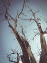 Dry tree blue sky autumn desert tree drought Royalty Free Stock Photo