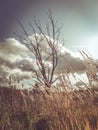 Dry tree blue sky autumn desert tree drought dry tree branches tree without leaves Royalty Free Stock Photo