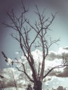 Dry tree blue sky autumn ancient tree old tree Royalty Free Stock Photo