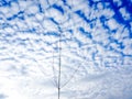 Dry tree on blue sky and cloud nature sky background. Royalty Free Stock Photo