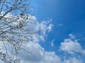 Dry Tree Blue Sky and white clouds Royalty Free Stock Photo