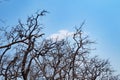 Dry tree with blue sky and white clouds at Op Luang National Park, Hot, Chiang Mai, Thailand. Hot weather and arid. Royalty Free Stock Photo