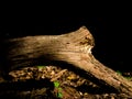 Dry tree bough on a dark background