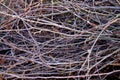 Dry tree branch abstract nature background. A lot of branches Royalty Free Stock Photo