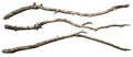 Cut out dead tree branches. Royalty Free Stock Photo
