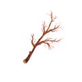 Dry tree branch without leaves isolated on white background Royalty Free Stock Photo