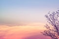 Dry tree of branch nature over orange pink color sky sunset twilight evening time beautiful background Royalty Free Stock Photo