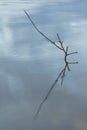 Dry tree branch with reflection inside lake water Royalty Free Stock Photo