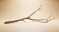 A dry tree branch with rough bark and several smaller twigs extending from the main stem lays on a Royalty Free Stock Photo