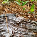 Dry tree branch textures lines fractals tree pine