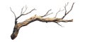 Dry tree branch with twisted bark isolated on transparent background Royalty Free Stock Photo
