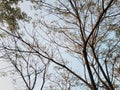 Dry Tree Branches Against Beautiful Sky