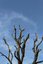 Dry tree branches against blue sky Royalty Free Stock Photo