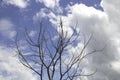 Dry tree branches against blue sky, Dead tree on blue sky nature background Royalty Free Stock Photo