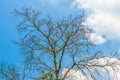 Dry tree branches against blue sky, Dead tree Royalty Free Stock Photo