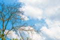 Dry tree branches against blue sky, Dead tree Royalty Free Stock Photo