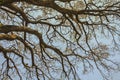 Dry tree branches against blue sky, Dead tree Royalty Free Stock Photo