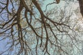 Dry tree branches against blue sky, Dead tree Royalty Free Stock Photo