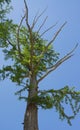 Dry tree branches against blue sky, Dead tree, trees on a blue sky background Royalty Free Stock Photo