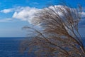 Dry tree branches against blue sky and water of Atlantic ocean Royalty Free Stock Photo