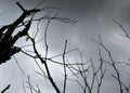 Dry tree branches against gray sky Royalty Free Stock Photo