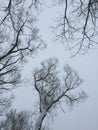 Dry tree branches against grey winter sky Dry tree branches on sky background. Photography Royalty Free Stock Photo