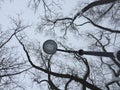 Dry tree branches against grey winter sky Dry tree branches and lamp silhouette on sky background. Photography Royalty Free Stock Photo