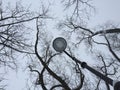 Dry tree branches against grey winter sky Dry tree branches and lamp silhouette on sky background. Photography Royalty Free Stock Photo