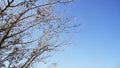 Dry Tree Branches with Blue Sky Background Royalty Free Stock Photo