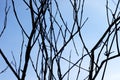 Dry tree branches with blue sky backgrounds. Tree branch Royalty Free Stock Photo