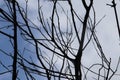 Dry tree branches with blue sky backgrounds. Tree branch Royalty Free Stock Photo