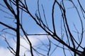 Dry tree branches with blue sky backgrounds. Tree branch Royalty Free Stock Photo