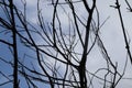 Dry tree branches with blue sky backgrounds. Tree branch Royalty Free Stock Photo