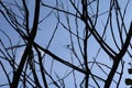 Dry tree branches with blue sky backgrounds. Tree branch Royalty Free Stock Photo