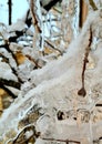 Dry tree branches covered with snow and ice Royalty Free Stock Photo