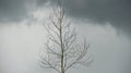 Dry tree branches on dark sky background Royalty Free Stock Photo